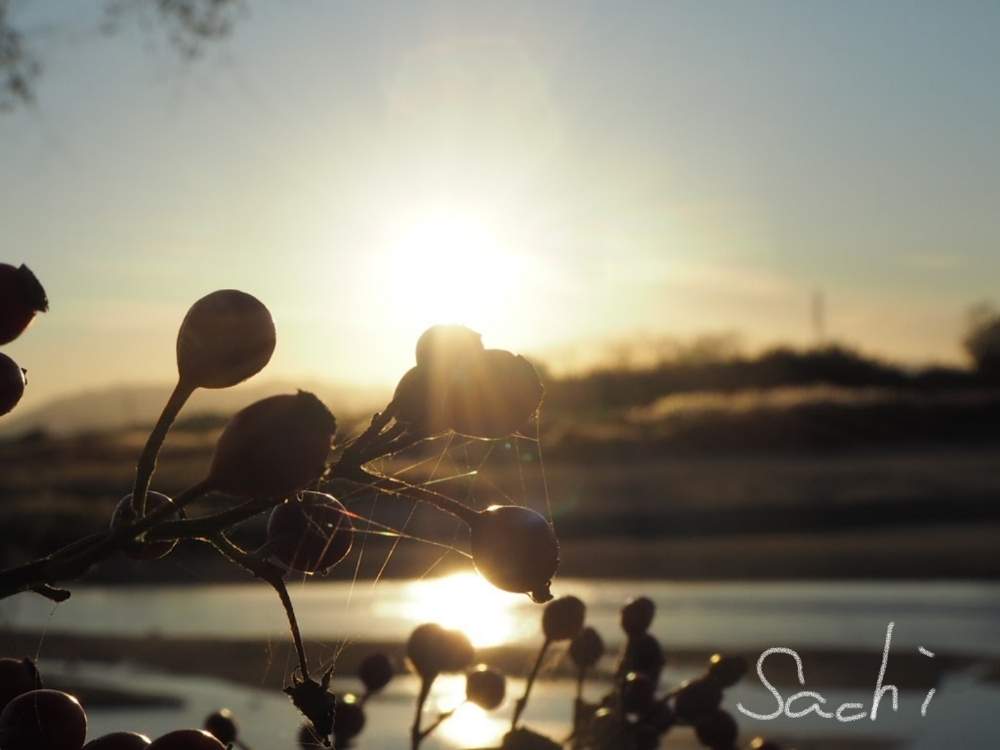 の画像 by sachiさん | ノイバラと鉄塔と残したい風景と夕日と水のある風景と堤防沿いと樹木の実とさんぽみちと花のある暮らしと寄り道とボタニカルスポット2019秋