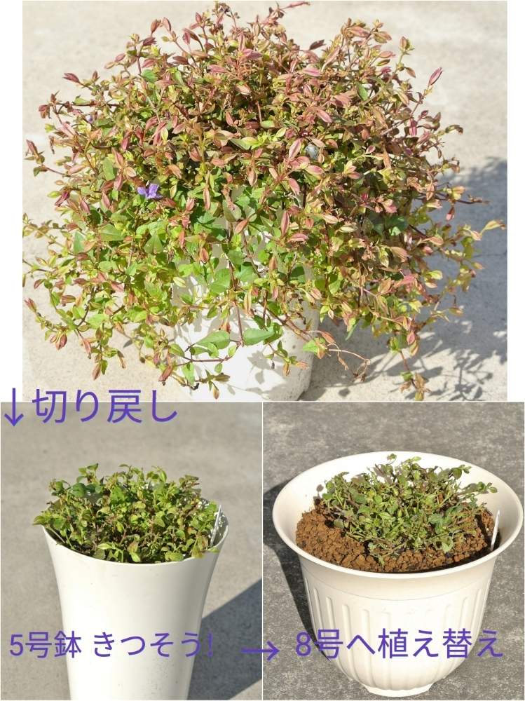 小さな庭の画像 by あおぞらさん | 小さな庭とトレニア カタリーナ ブルーリバーとムラサキの花と夏の花と多年草と宿根草♪と鉢植えと青い花マニアと秋の花と切り戻し