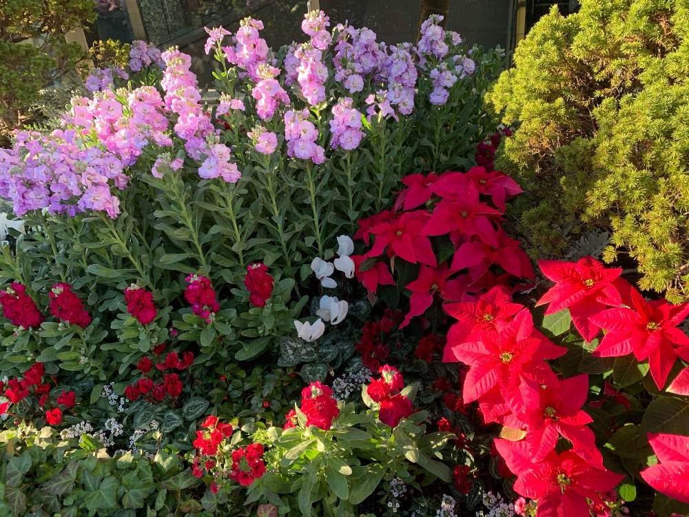お出かけ先の画像 by 『薔薇の初心者教室』 How to grow Organic Roseさん | お出かけ先とバラ剪定誘引とローズショーとバラ初心者とばら バラ 薔薇と薔薇愛同盟と薔薇男子と初めての誘引と初めてのバラと薔薇の本とYouTuberオフ会とバラの育て方とYouTuberとバラの本と花のある暮らしとローズガーデンとバラ・ミニバラと初めての薔薇とバラを楽しむとバラのお手入れと香りのバラ