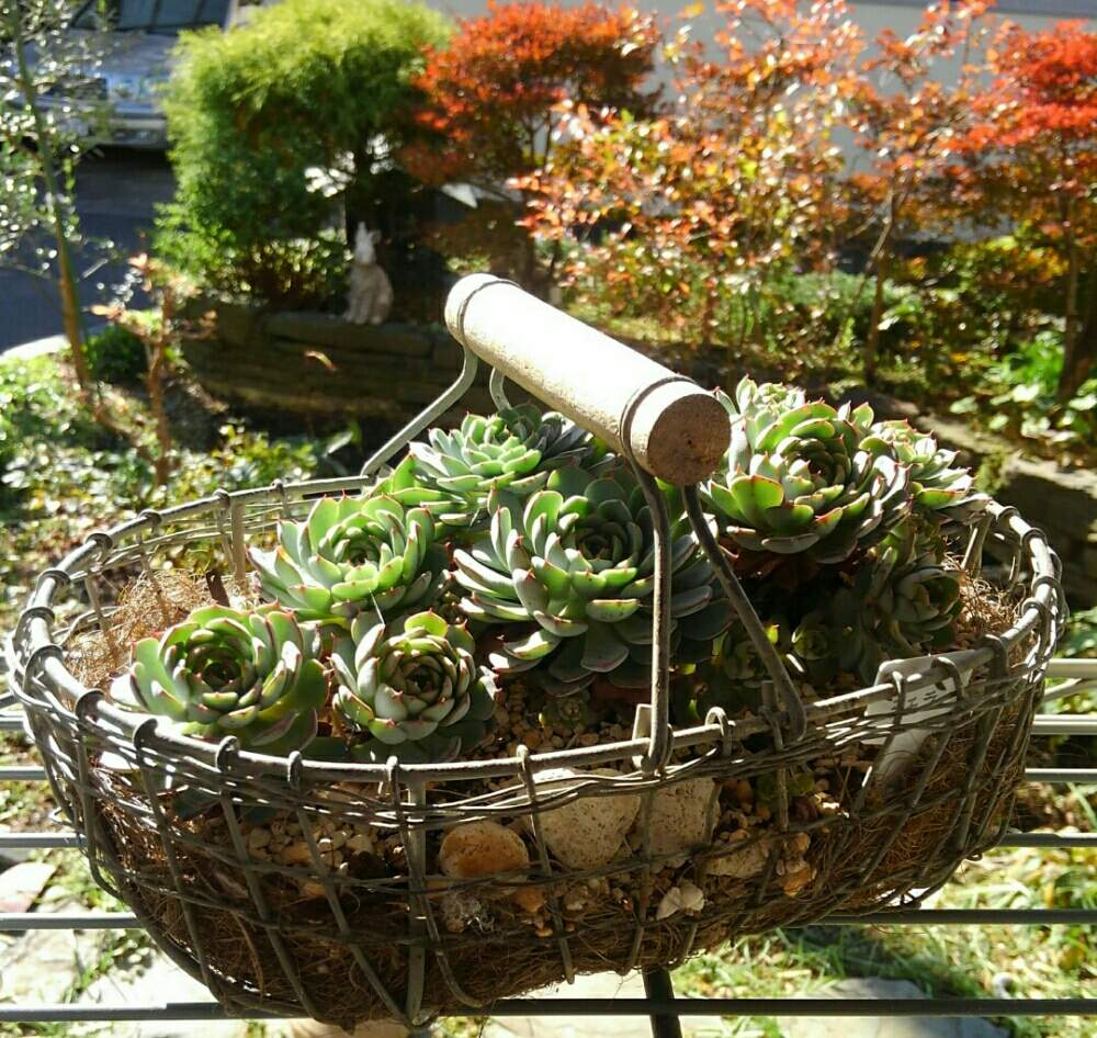 小さな庭の画像 by カナさん | 小さな庭とシエラと多肉植物とエケベリア属と多肉女子とキュンキュン乙女倶楽部