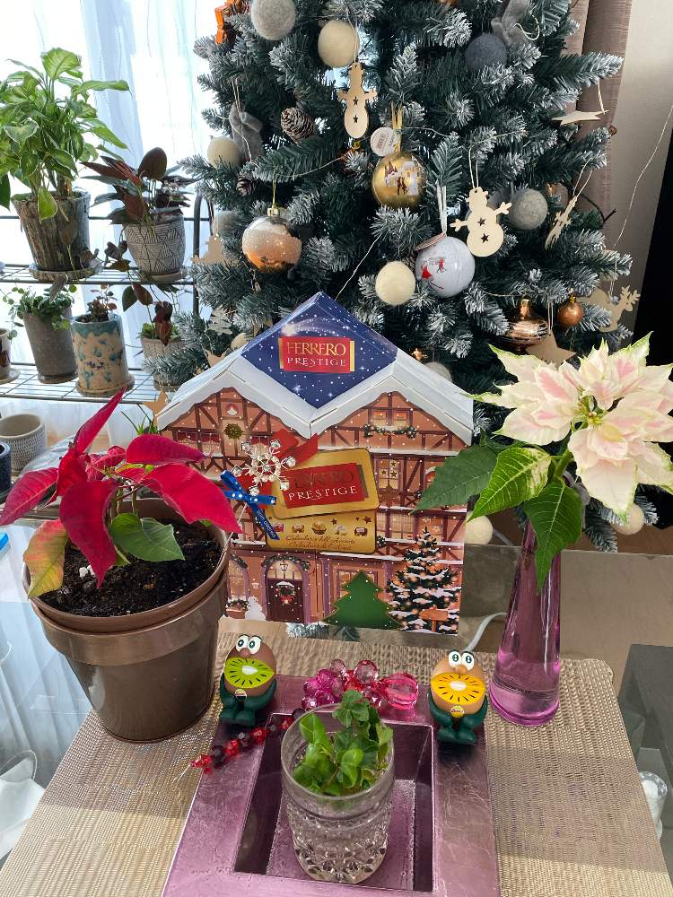 部屋の画像 by ☆Mayuka☆さん | 部屋とポインセチアとベンジャミンバロックとシンゴニウム チョコレートとクリスマスツリー♡とキウイブラザーズ フィギュアとディフェンバキア・クールビューティとキウイブラザーズとGSの皆さまに感謝♡と感謝とクリスマスディスプレイとお花愛がとまらないと冬越し準備と可愛い〜♡とクリスマスのお菓子としあわせ♡と緑に癒される(´- `*)と癒し…♡と花のある暮らしとクリスマスカラーと植え替え完了。とlove plantsといやし♪とわくわく楽しみと植物に癒されてと植物愛