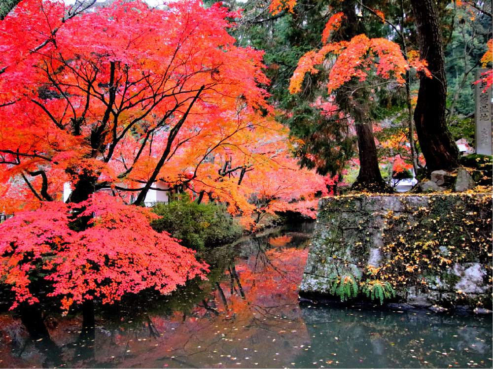 お出かけ先の画像 by チャーさん | お出かけ先と紅葉と豊田市と愛知県と車のトヨタとチャーさんのリポートと徳川家康と松平郷と秋を感じると季節の 便りと秋の姿とチャーさんの 里山歩きと秋の風物詩と里山歩きと秋色とモミジ狩りと紅葉狩り