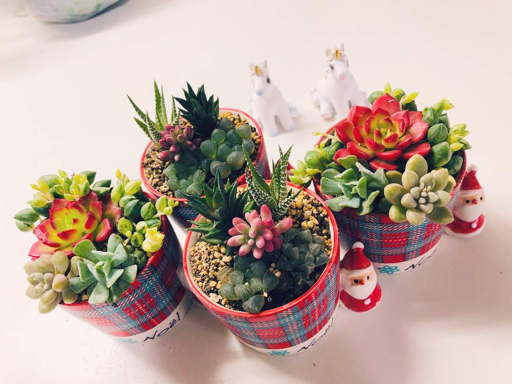 部屋の画像 by LUPINさん | 部屋と『秋の紅葉多肉』フォトコンテストと多肉大好きと植中毒とタニラーと小さな♡とプリンの器とどんどん増えると多肉おばちゃんと多肉寄せ植え
