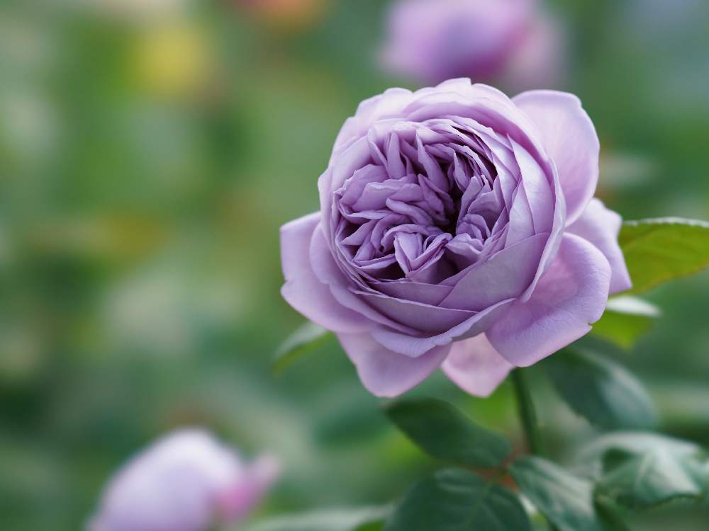 小さな庭の画像 by あおねこさん | 小さな庭とバラとバラ カインダ・ブルーと薔薇愛同盟と『単焦点レンズ』フォトコン