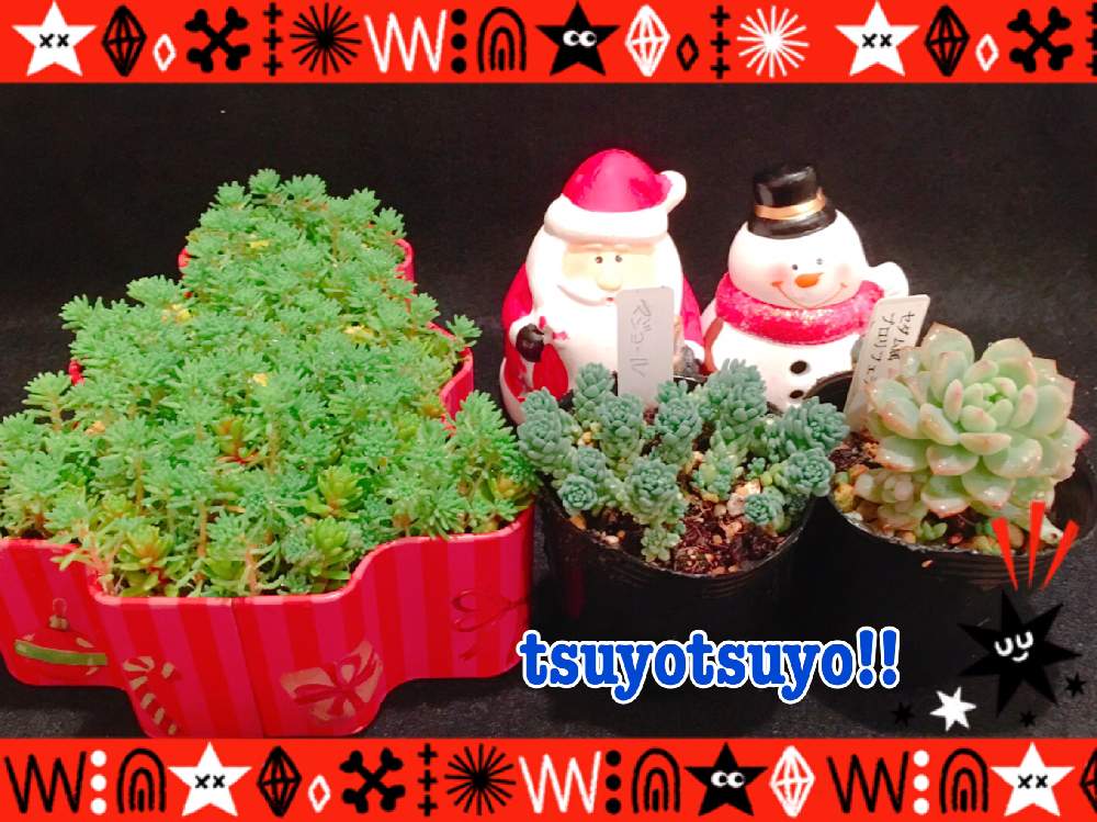 小さな庭の画像 by tsuyotsuyo!!さん | 小さな庭と多肉植物とミニ多肉とマジョールとプロリフィラ♪と多肉植物 多肉の有るくらし
