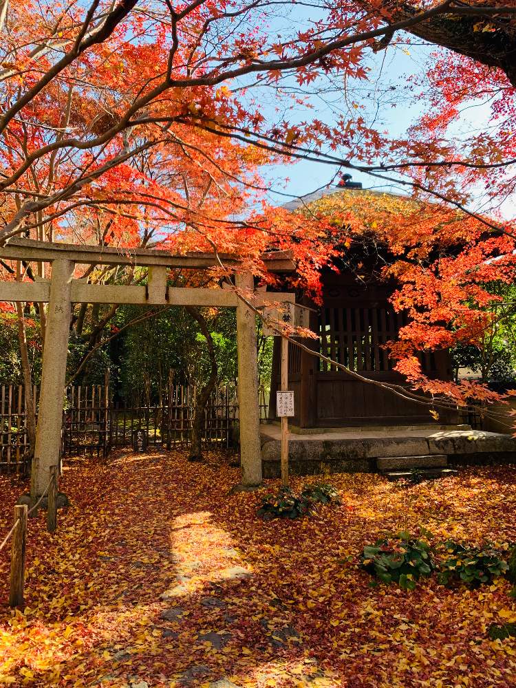お出かけ先の画像 by kako♪さん | お出かけ先と京都府の神社・仏閣と癒しの時間と京都タニラーと京都蓮華寺と紅葉(こうよう)と紅葉狩りと癒やしの場所とボタニカルスポット2019秋