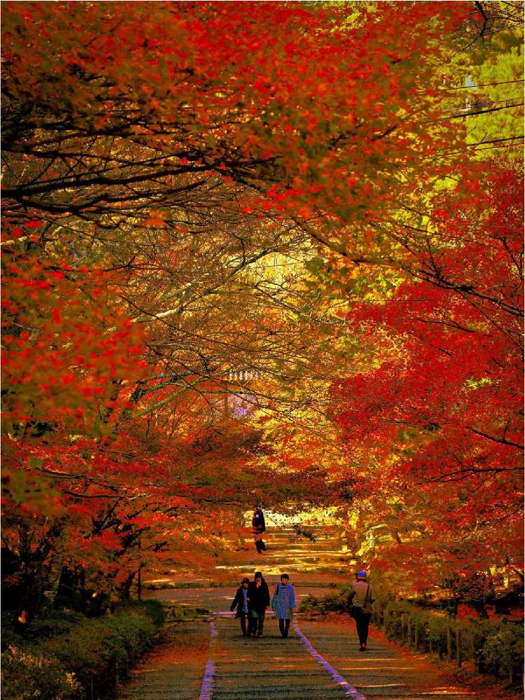 お出かけ先の画像 by @NOBUさん | お出かけ先と紅葉(こうよう)とボタニカルスポット2019秋