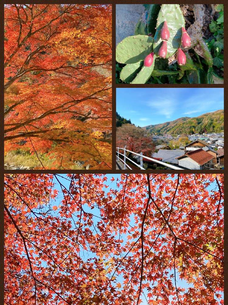 お出かけ先の画像 by Mの森さん | お出かけ先と花のある暮らしと紅葉狩りと香嵐渓とウチワサボテンの実