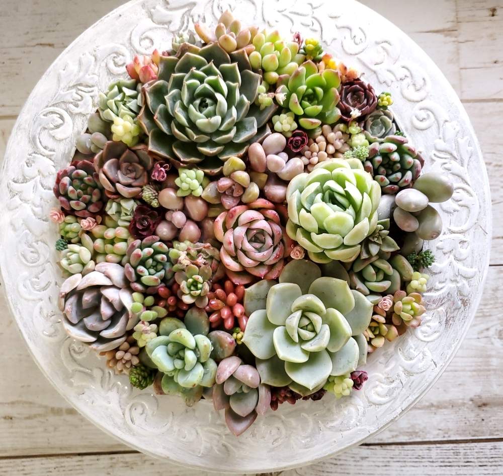 の画像 by otanico.さん | 『秋の紅葉多肉』フォトコンテストと多肉植物とリメ缶と多肉植物寄せ植えと多肉女子と多肉植物とサボテンとタニラーと花のある暮らしとミルクペイントと多肉寄せ植えと多肉狩りとオリジナル 鉢と自作限定!多肉の寄せ植えフォトコン
