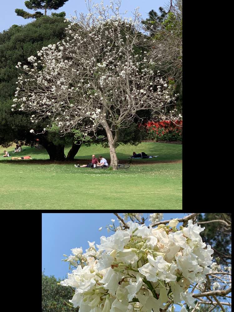 お出かけ先の画像 by Chiekittaさん | お出かけ先とジャカランダとオーストラリアとAustraliaとSydney Royal Botanic GardenとSydney
