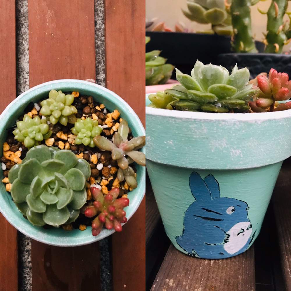 棚の画像 by masayukiさん | 棚と多肉植物と素敵便といただきものとリメ鉢と多肉ちゃんリメ鉢と寄植えと多肉女子とハンドメイドと花のある暮らしととなりのトトロと可愛いリメ鉢✨と感動!と繋がりに感謝✨と多肉ちゃんのリメ鉢