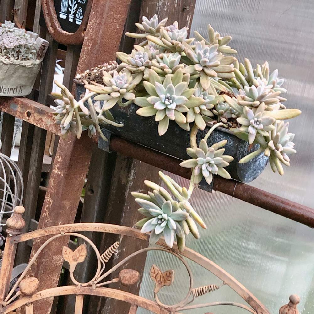 の画像 by ❤︎15さん | 秀麗と多肉植物とわが家の多肉スペースとGS映えと植中毒と可愛いがぁ❤︎とバラと夢CLUBと多肉2016同期と多肉女子とタニラーと花の16年組♡とサビサビ❤︎と多肉小屋❤︎と花も多肉も好き