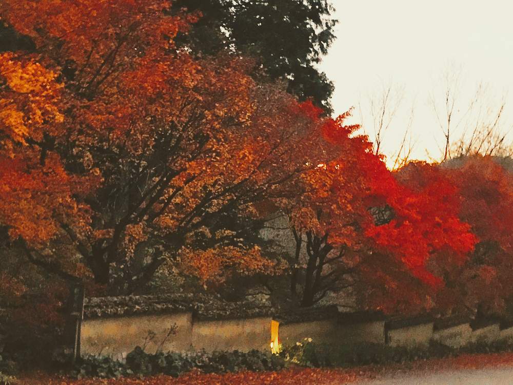 お出かけ先の画像 by チャーさん | お出かけ先と豊田市と愛知県と車のトヨタとチャーさんのリポートと徳川家康と松平郷と秋を感じると季節の 便りと秋の姿とチャーさんの 里山歩きと秋の風物詩と里山歩きと秋色とモミジ狩りと紅葉狩りと晩秋