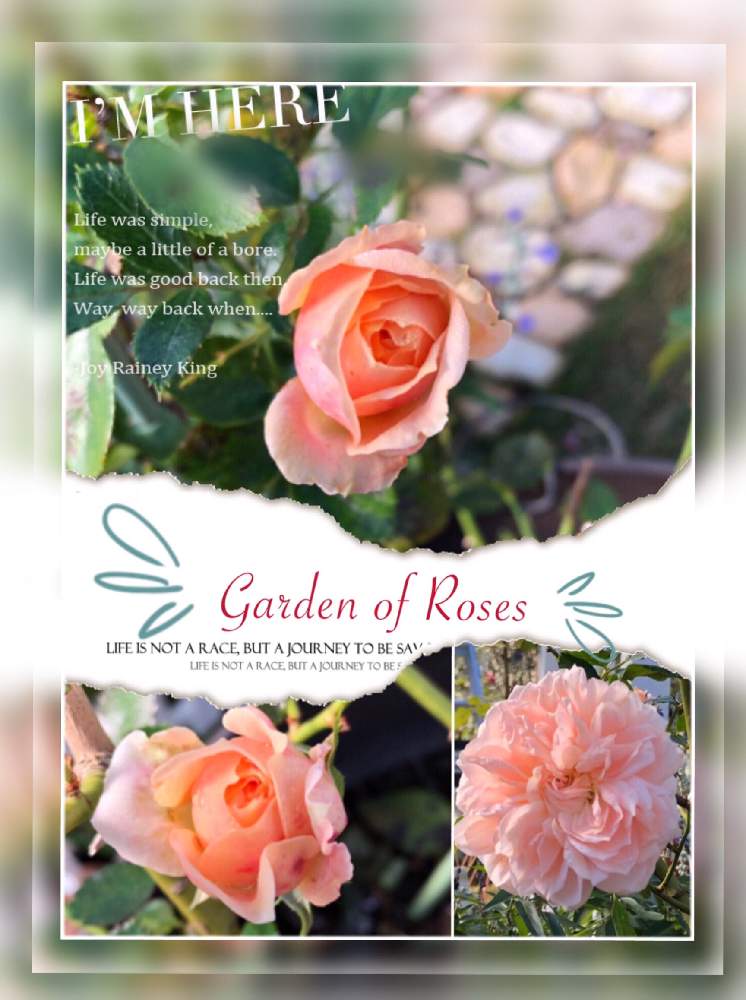 の画像 by kuuさん | 感謝 感謝 ❤と薔薇を楽しむ♡と癒しの時間♡♡と癒し空間とMy Garden✩.*˚と鉢植えと花のある暮らし