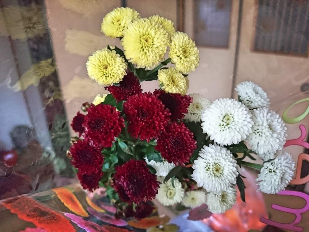 和室の画像 by たやさん | 和室とスプレーマムと生け花の材料と着物と和風とお買い物と和花と植中毒と購入記録と花のある暮らしと小豆色と小さな花と菊の花と切り花