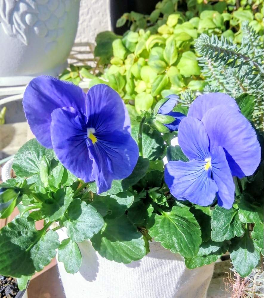 玄関の画像 by Digitalisさん | 玄関とパンジーとリシマキア・リッシーとレフレクサムとブルーの花と花のある暮らしとキュンキュン乙女倶楽部ときれいだな