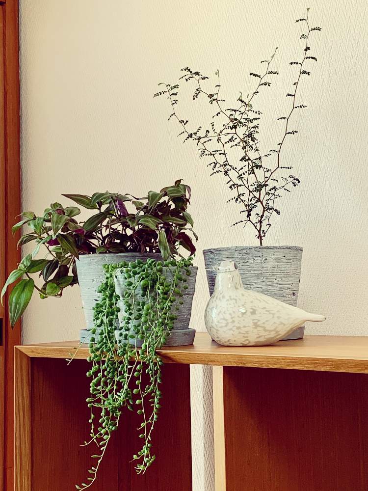 部屋の画像 by Flower✴︎さん | 部屋とくつろぎとイキイキ 元気とスクスク成長中とGS映えと北欧と感謝♡ありがとう♡と花のある暮らしとかわいいと家庭菜園奮闘日記と元気✨と斑入り。と素敵インテリア♡と癒し♡とグリーンと可愛い♡