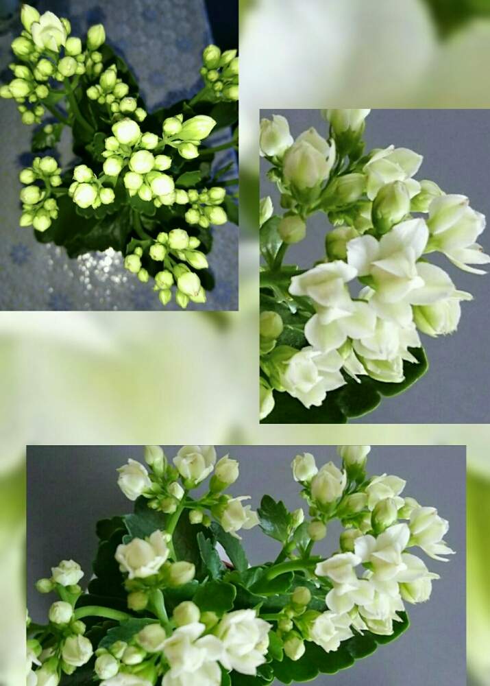 部屋の画像 by SILVIAさん | 部屋とカランコエと多肉植物と今日のお花と花のある暮らしとベンケイソウ科とリュウキュウベンケイ属(カランコエ属)