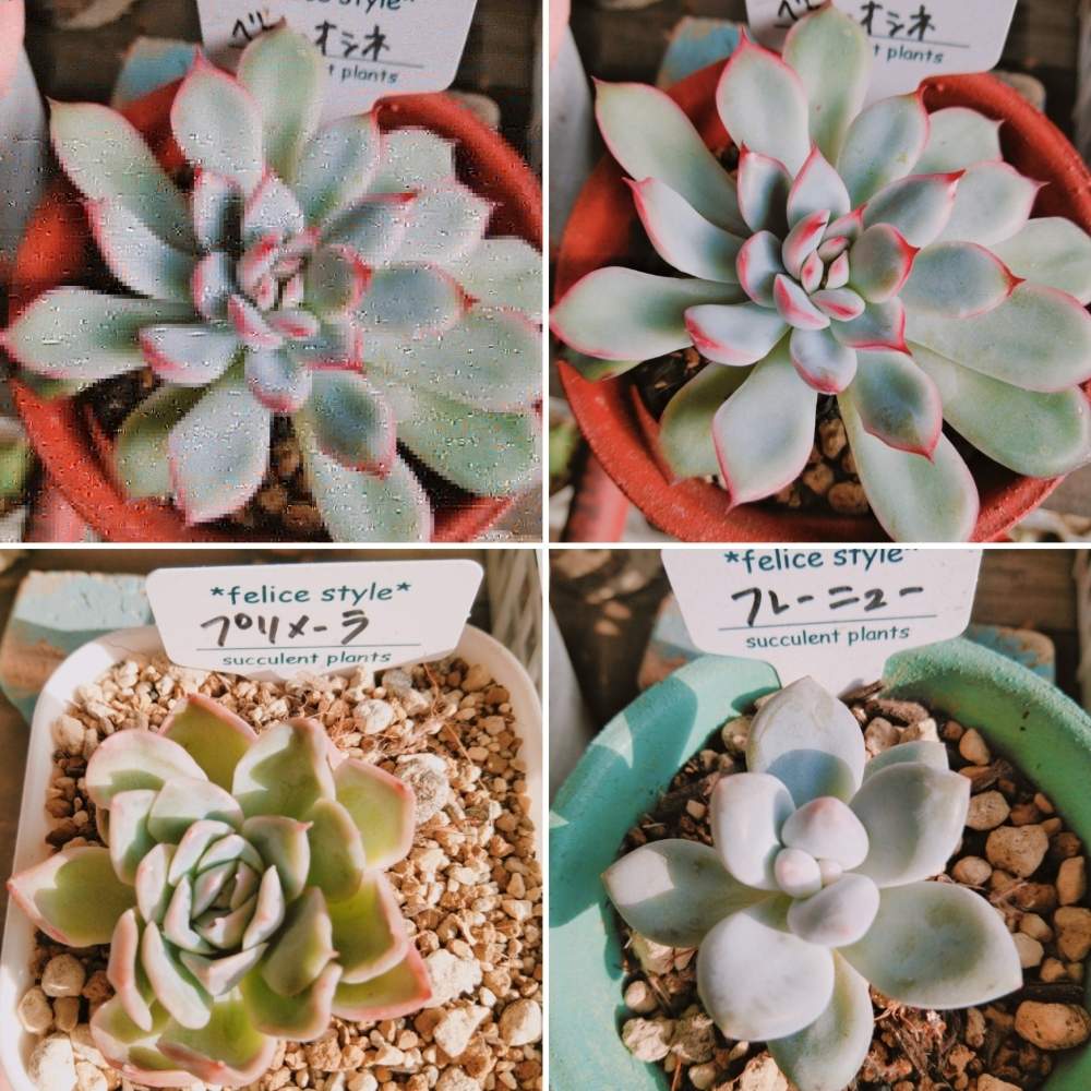 広い庭の画像 by smilehappynaturalさん | 広い庭と多肉植物と北部九州多肉の会とGS映えとナチュラルガーデンとGS日和とno green no lifeと緑のある暮らしとnaturalgardenと多肉好きな人と繋がりたいと多肉女子と我が家のお庭の紅葉フォトコンと宇佐市フェリーチェと庭のある暮らしとF29会とタニラーとjunkgardenとガーデニングと花のある暮らしと多肉寄せ植え