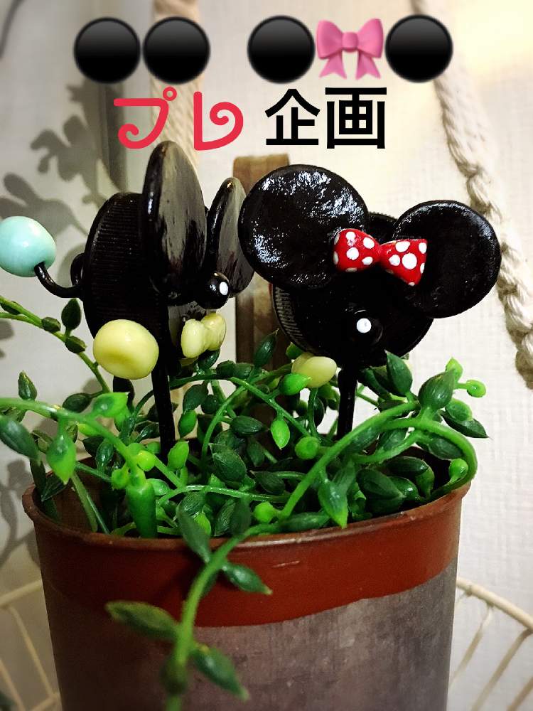 部屋の画像 by まかろんさん | 部屋と全国オヤジ連合会No.11とHTCとうつくしま福島といつもありがとう♡と今日も笑顔でとキュンキュン乙女倶楽部No.58とバラと夢CLUBとたに倶楽部とがんばろう福島とプレ企画と多肉❤️大好き