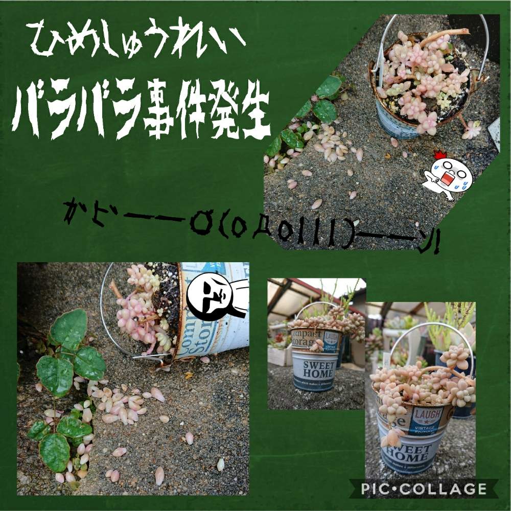 の画像 by りえさん | バラバラ事件とGS2年生と奈良県民と多肉のある暮らしと多肉超初心者とGS1周年とたにおたくらぶNo.59と姫秀麗❤と多肉バラバラ事件とたにおたくらぶと 姫秋麗