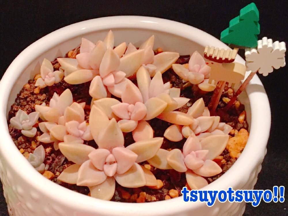 小さな庭の画像 by tsuyotsuyo!!さん | 小さな庭と朧月と多肉植物とミニ多肉と多肉植物 多肉の有るくらし