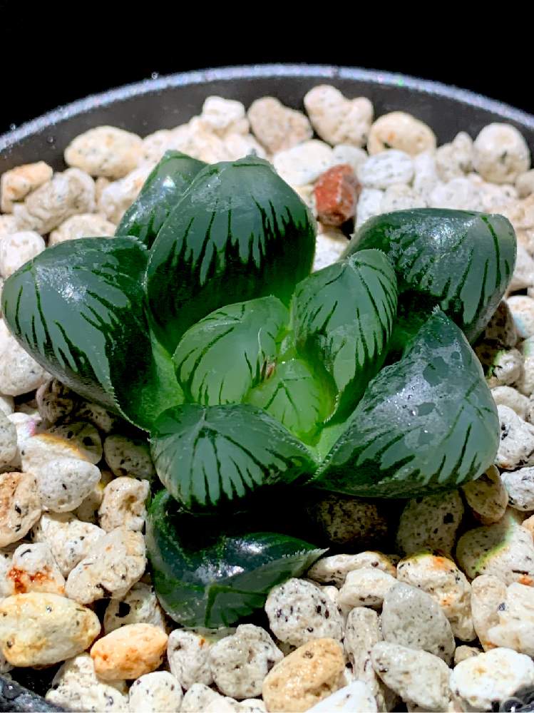 部屋の画像 by BOTANY CRAFTさん | 部屋と多肉植物と多肉男子と透明な窓と園芸と軟葉系ハオルチアと観葉植物とボタニカルライフとオブツーサ。とハオルチア属と生ける宝石とHaworthia:ハオルチア/ハオルシアと芸術的と透明感とタニクちゃんとsucculent