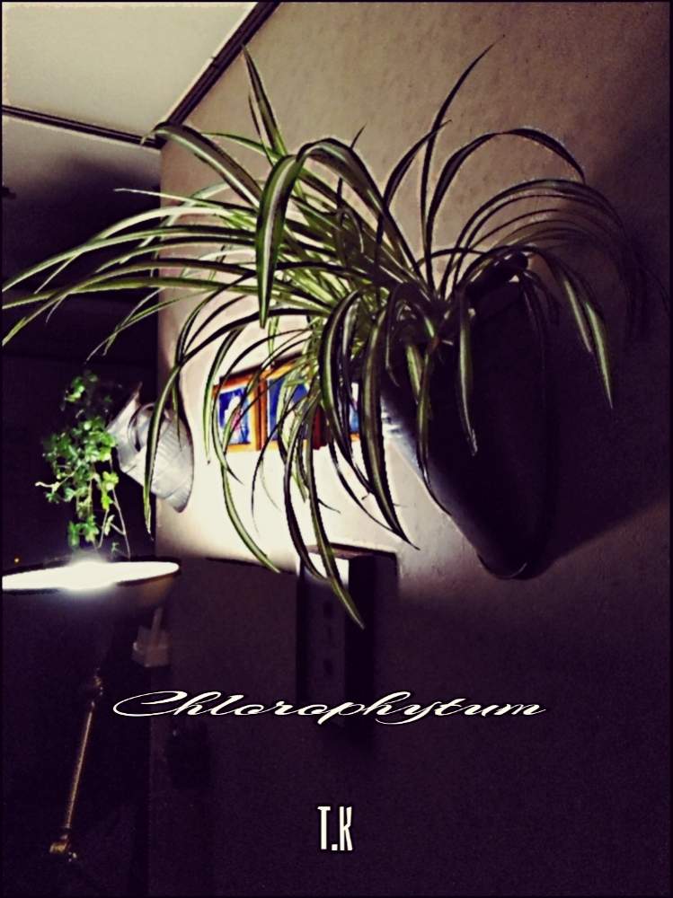 部屋の画像 by T.Kさん | 部屋と観葉植物を楽しむと観葉植物と植物男子とオリヅルラン❇︎とオリヅルラン*と壁飾り