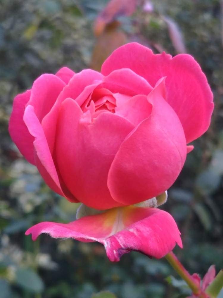 お出かけ先の画像 by reikoriseさん | お出かけ先とバラ ダン ポンセとばら バラ 薔薇と薔薇愛同盟と植物大好きとGS映えとGS日和と植中毒とゆるキャラ倶楽部と花のある暮らしとかわいいな♡とロザリアンと薔薇大好き