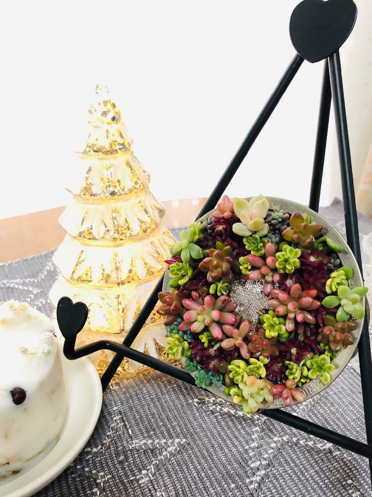 インテリアの画像 by ネモさん | インテリアとオーロラとホワイトストーンクロプとピンキーと多肉寄せ植えと花のある暮らしと多肉リース♡と多肉植物 多肉の有るくらし