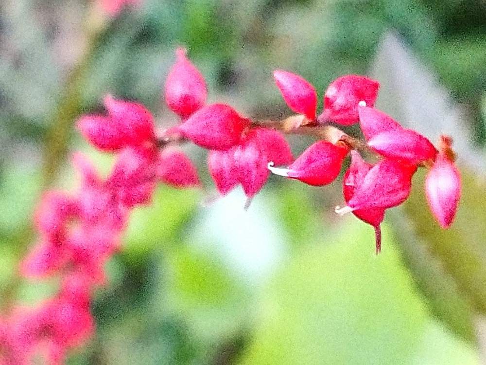お出かけ先の画像 by toshi17さん | お出かけ先とミズヒキとしあわせ色とvividとスマホ撮影とお写んぽと華やかと可憐とGS映えとピンクワールドと癒される♪と秋の気配と綺麗と鮮やか と花のある暮らしと接写とかわいいとそのへんlove
