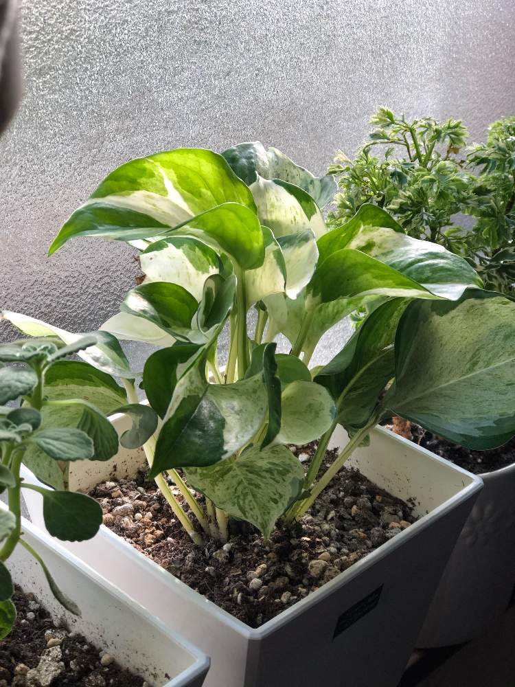 部屋の画像 by ありす姫さん | 部屋とポトスステータスと大好きな植物とポトス♡ステータスとお気に入り♡と明るい日陰と出会いと冬支度と素敵な出会いに感謝とスマホ写真と花のある暮らしと斑入り。と新芽