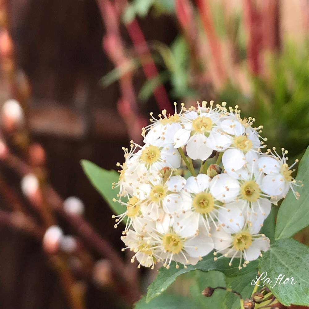 の画像 by la florさん | コデマリとNo filterとHappy colorとHealingと色は心の栄養とSin filtoroと今日のお花とHealing flowerとFlower powerと色で気分を変えると今日の気分は何色?と花のある暮らしとColorfulとColor healing