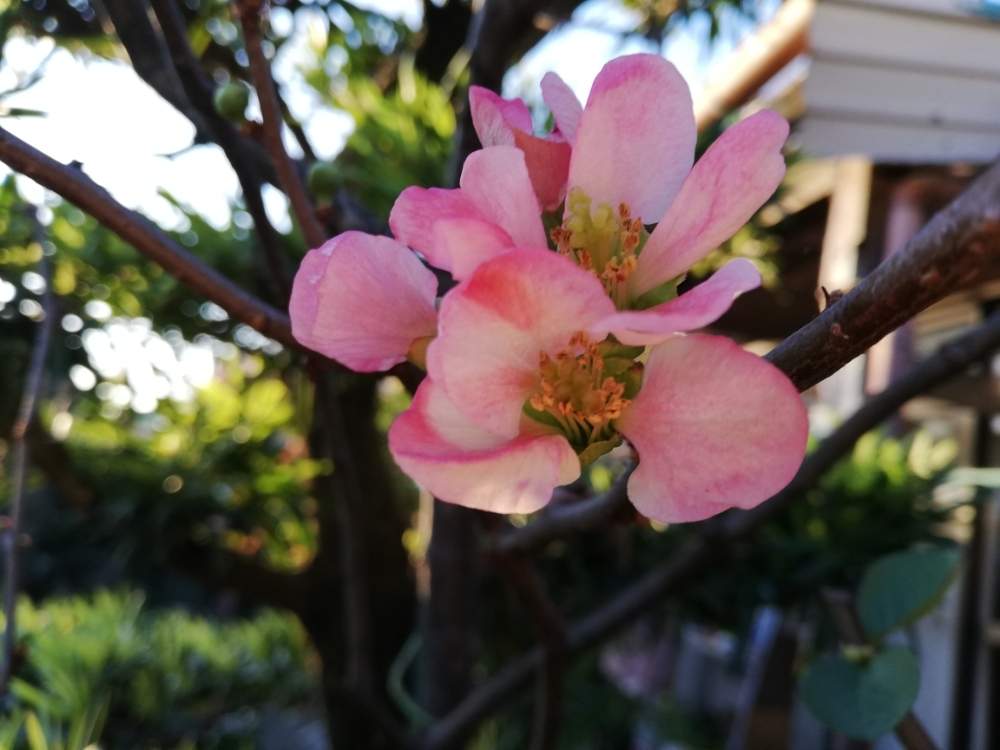お出かけ先の画像 by エミコさん | お出かけ先と癒やされるとスマホ撮影とピンクの花と美しいと❤️いいね、ありがとうときれいな色と花のある暮らしとかわいいとお花と晴れと楽しみ〜と緑のある生活とお花好きとびっくりと花は癒やし♡と癒しのひと時と素敵