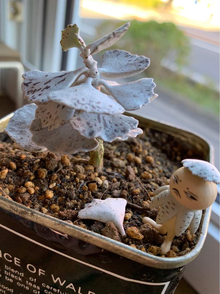窓辺の画像 by momoさん | 窓辺とカランコエ ロンボピローサと多肉植物と可愛くないとヒグチユウコフィギュアと多肉女子と静岡県民です!とカランコエ属とロンボピローサとキモカワ系