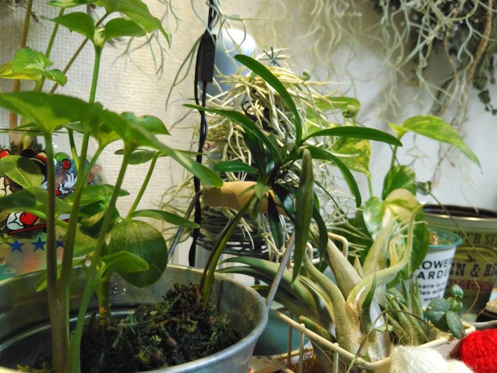 部屋の画像 by MANDARA△IDさん | 部屋とシンゴニウムとカポックとルーチェHSSCollect✨とMINI MOSS BALLと『単焦点レンズ』フォトコン