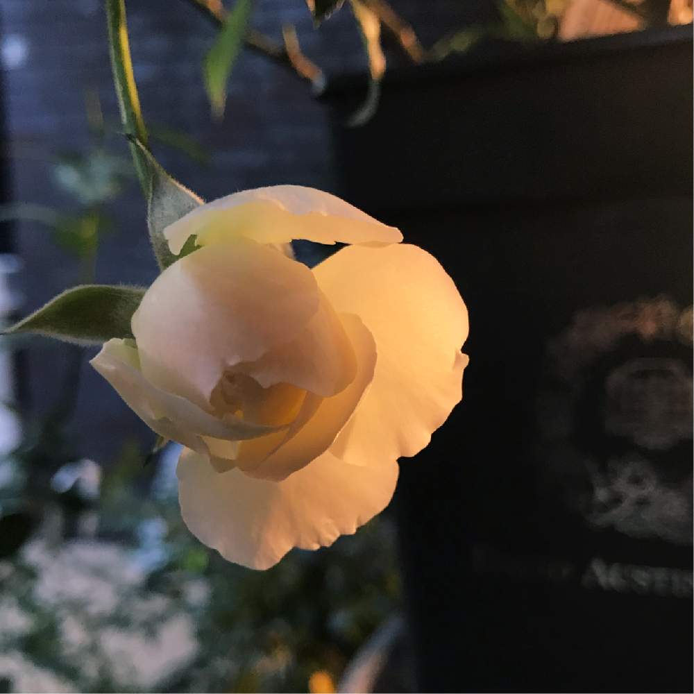 テラスの画像 by 幻テラスのともちゃんさん | テラスとバラ レッチフィールド エンジェルとばら バラ 薔薇とデビッドオースチンとバラ・イングリッシュローズと花木とイングリッシュ・ローズとERレッチフィールドエンジェルとバラを楽しむ