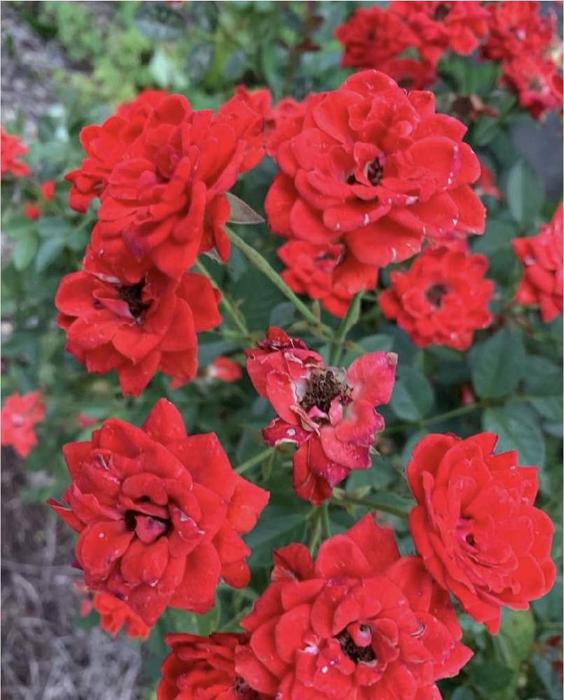 デスクの画像 by 『薔薇の初心者教室』 How to grow Organic Roseさん | デスクとミニバラとバラ剪定誘引とYouTubeとローズショーとバラ初心者とばら バラ 薔薇と薔薇愛同盟と薔薇男子と初めての誘引と初めてのバラと薔薇の本とつるバラとバラの育て方とバラの本と花のある暮らしとローズガーデンとバラ・ミニバラと初めての薔薇とバラを楽しむとバラのお手入れと香りのバラ