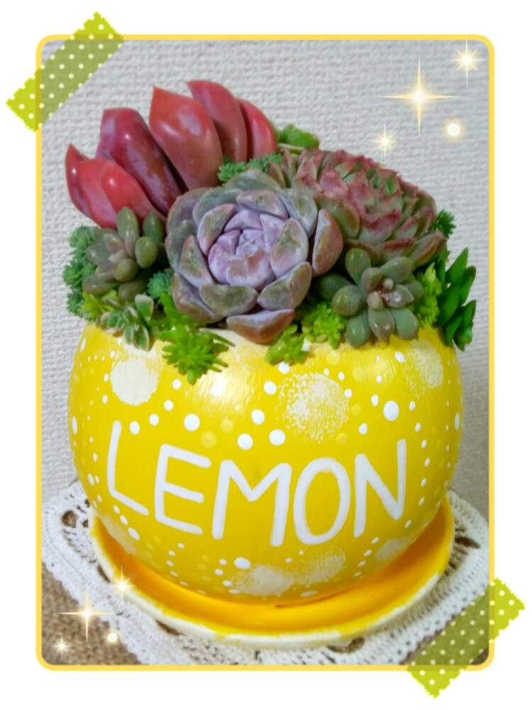 部屋の画像 by ☆みなみ☆さん | 部屋と『秋の紅葉多肉』フォトコンテストと紅葉中と感動!と繋がりに感謝とリメ缶と日々の暮らしの中の幸せと癒しをありがとうと秋色と発見と私の癒し系達♡と今日の見~つけた!