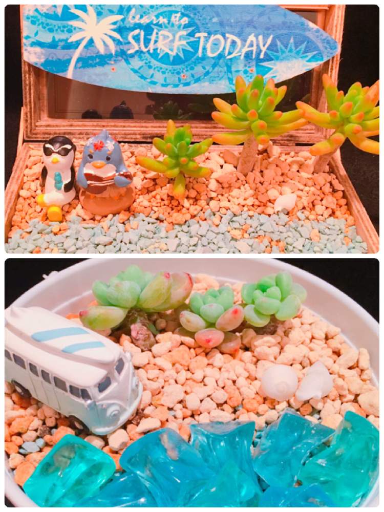 小さな庭の画像 by tsuyotsuyo!!さん | 小さな庭と八千代とロッティと多肉植物とミニ多肉と多肉植物 多肉の有るくらし