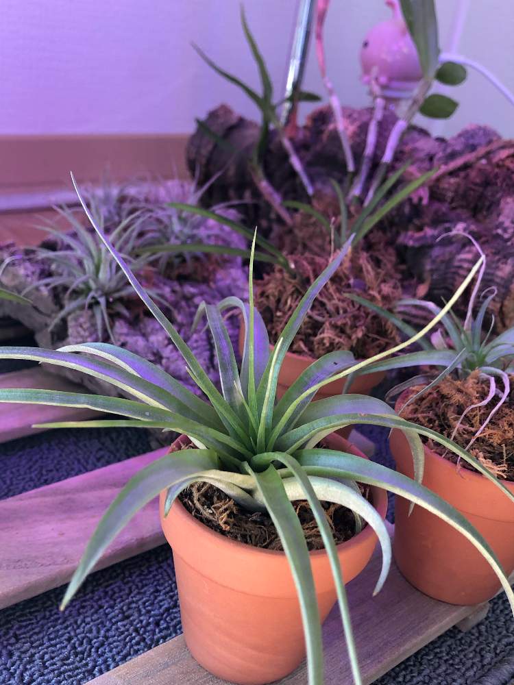 部屋の画像 by りーさん | 部屋とセッコクとイオナンタとブラキカウロスとフウランと着生植物と愛知県とダイソーと加湿器のある暮らしと名古屋市