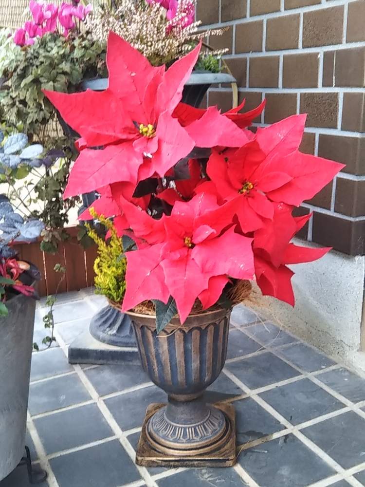 の画像 by みどり玉さん | 思い出と花のある暮らしと若かりし日の思い出と真っ赤なポインセチア