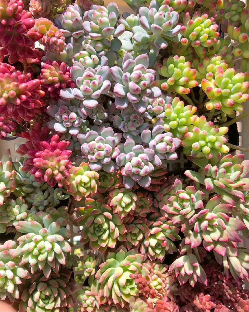 小さな庭の画像 by ikuraさん | 小さな庭と多肉植物と多肉小屋とイベント用とお気に入りともりもり多肉とお誘いとお箸で多肉とGS映えと多肉女子とフェルムドフェスと秘密基地とジャンクガーデン