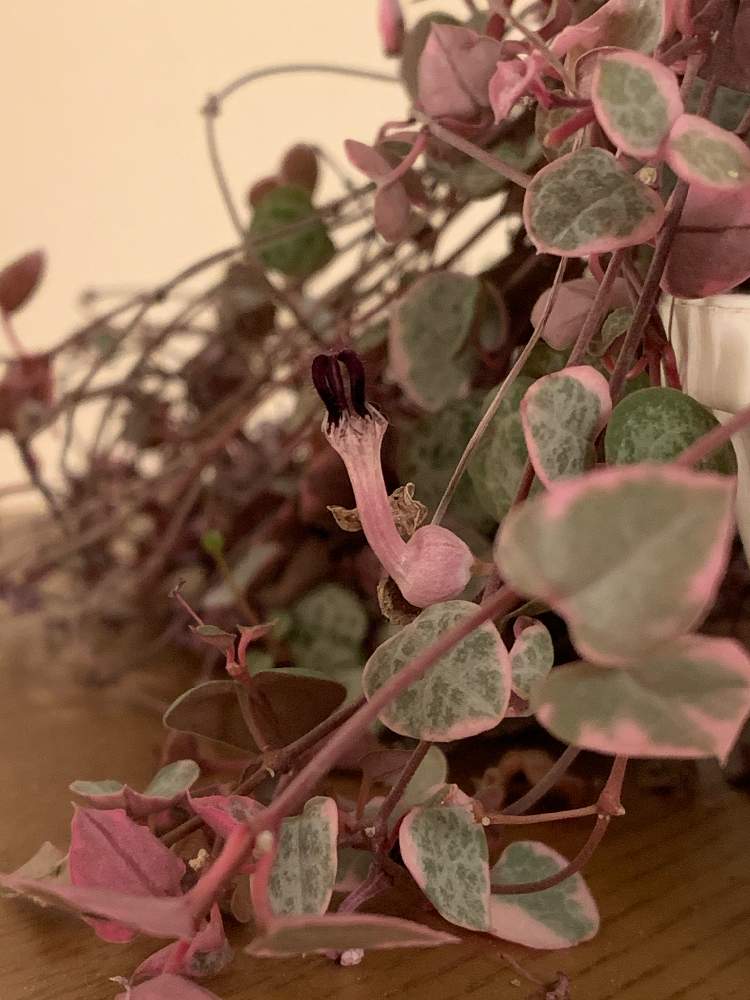 階段/廊下の画像 by 『薔薇の初心者教室』 How to grow Organic Roseさん | 階段/廊下とハートカズラとハートカズラ斑入り《レディハート》と花のある暮らしとハートカズラ。とレディハート❤
