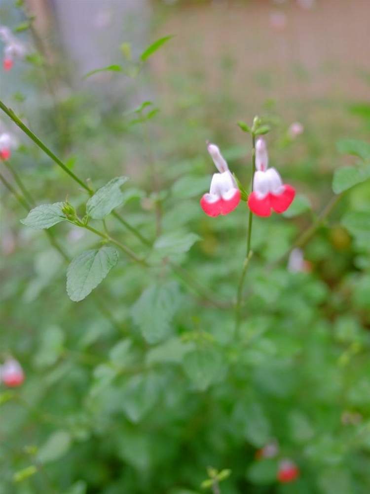 お出かけ先の画像 by 花梨さん | お出かけ先とピンクの花と可愛い花と綺麗な花とハーブとガーデニングと花のある暮らしとチェリーセージ・ハーブ