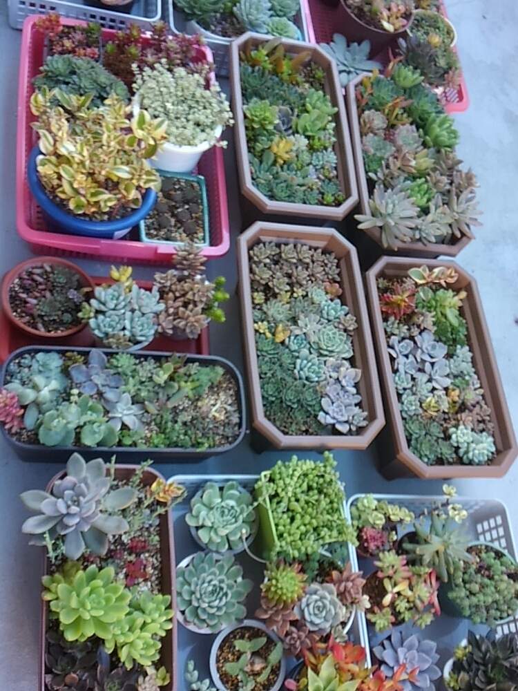 の画像 by ひよこ先生さん | 多肉植物と岩手県とプランターと寄せ植えと寒さ対策と多肉女子