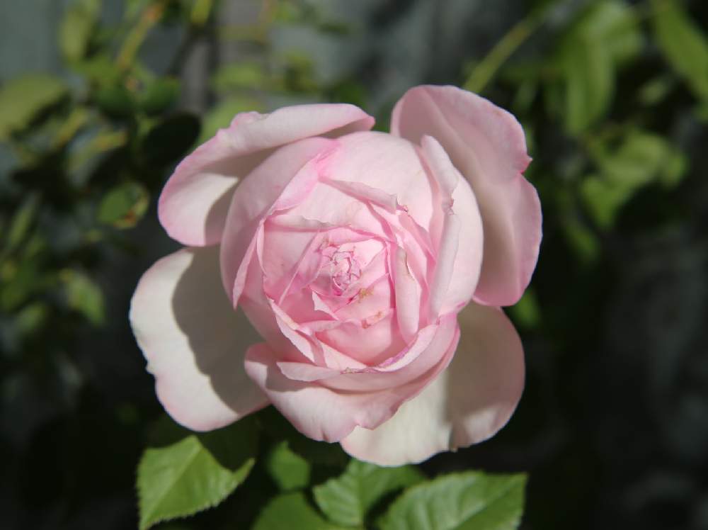 バルコニー/ベランダの画像 by miniaさん | バルコニー/ベランダとKN29-96と覆輪と薔薇に魅せられてとお気に入り♡と今井ナーセリーとバラ・切り花品種とGS映えと今日の一枚といい香りと花のある暮らしと薔薇♪とかわいいな♡とバラ 四季咲きとバラ・ミニバラ