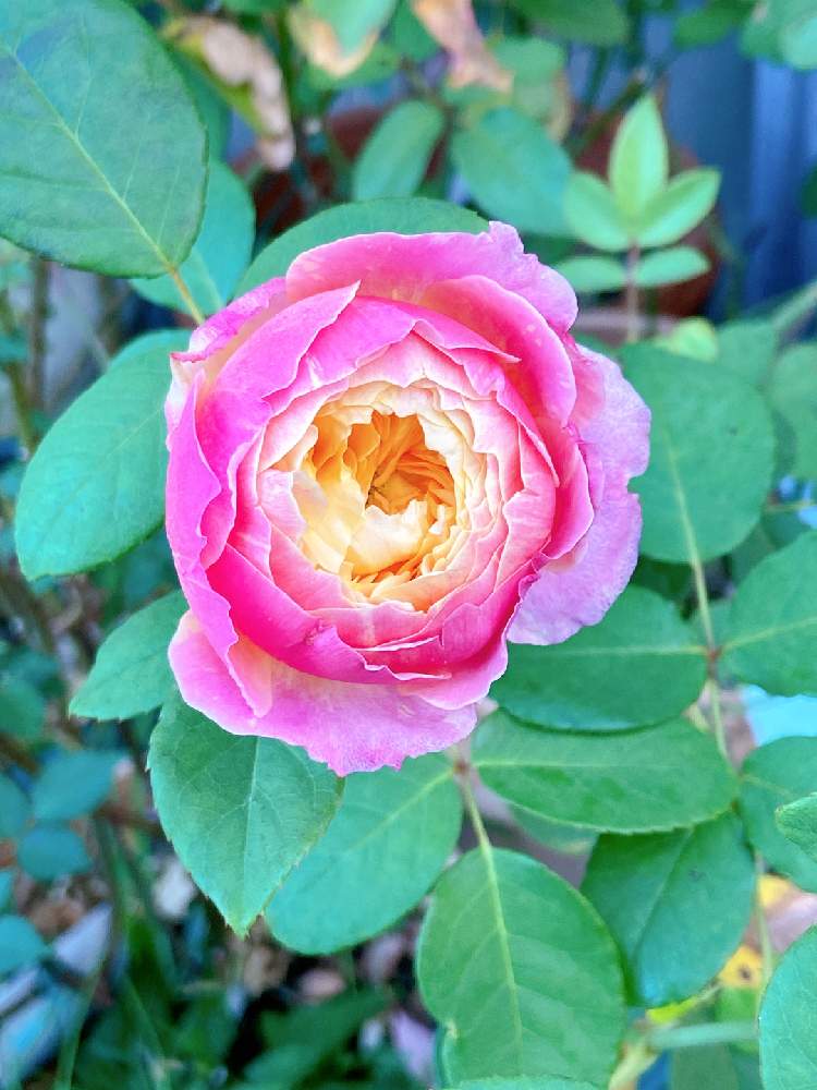 小さな庭の画像 by Mの森さん | 小さな庭とバラ クロードモネとプレ企画開催中!とHTCと薔薇愛同盟と植中毒と花のある暮らしとロザリアンとMの森の薔薇2019と水曜ローズショー