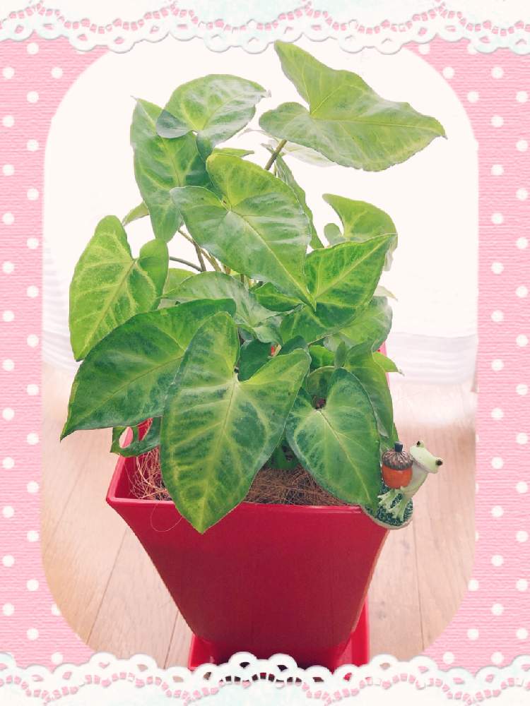 部屋の画像 by ゆうさん | 部屋とネコのいる暮らしと観葉植物と シンゴニウムとかわいい♡とわが家の観葉植物❢と斑入り好き♡とコポたんファンクラブと斑入り葉っぱとかわいいな♡と斑入り。といやし♪とコポーのカエルとコポたんとインテリアグリーンと鉢植えとグリーンのある暮らしと植物のある暮らしと観葉植物のある暮らし