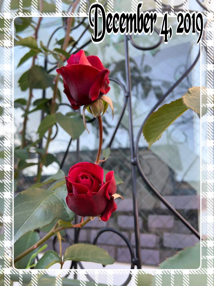 小さな庭の画像 by くろもみじさん | 小さな庭とオデュッセイアといいかおりと幸せとばら バラ 薔薇と薔薇愛同盟とつるバラとバラの蕾と全部GSのせいだといい香りと小さな小さな庭と花のある暮らしとロサオリエンティスとばら 薔薇 バラと三種の神器とオベリスク仕立てとバラのつぼみと薔薇の花